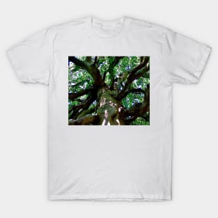 Under the old  beech tree T-Shirt